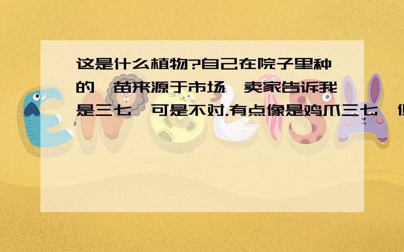 这是什么植物?自己在院子里种的,苗来源于市场,卖家告诉我是三七,可是不对.有点像是鸡爪三七,但它能够在天津这样的北方地区露地栽种,不需常浇水.冬天地面上的苗会枯萎,根不会枯死.来年