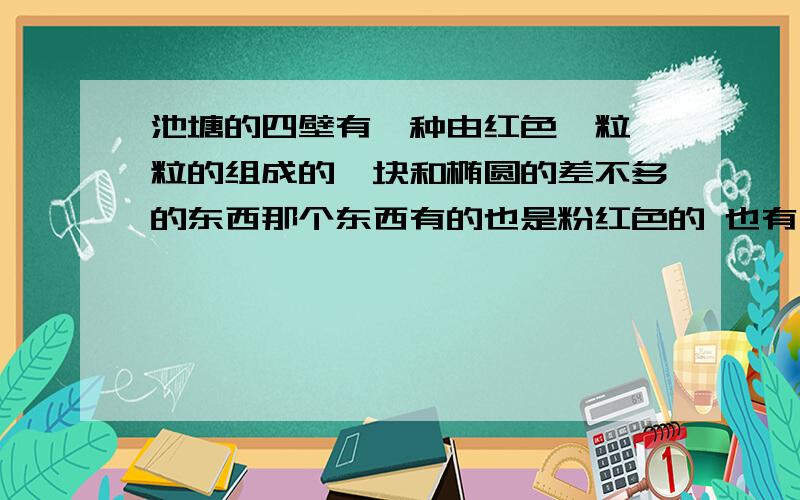 池塘的四壁有一种由红色一粒一粒的组成的一块和椭圆的差不多的东西那个东西有的也是粉红色的 也有一部分是白色的 就是不知道是什么东西 是我家池塘那个水泥四壁上有的 整个贴在上面