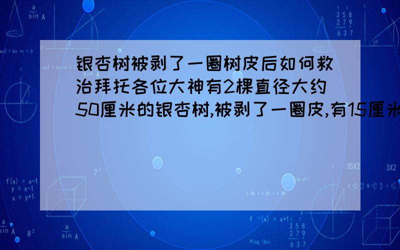 银杏树被剥了一圈树皮后如何救治拜托各位大神有2棵直径大约50厘米的银杏树,被剥了一圈皮,有15厘米宽的样子,有没有什么办法抢救