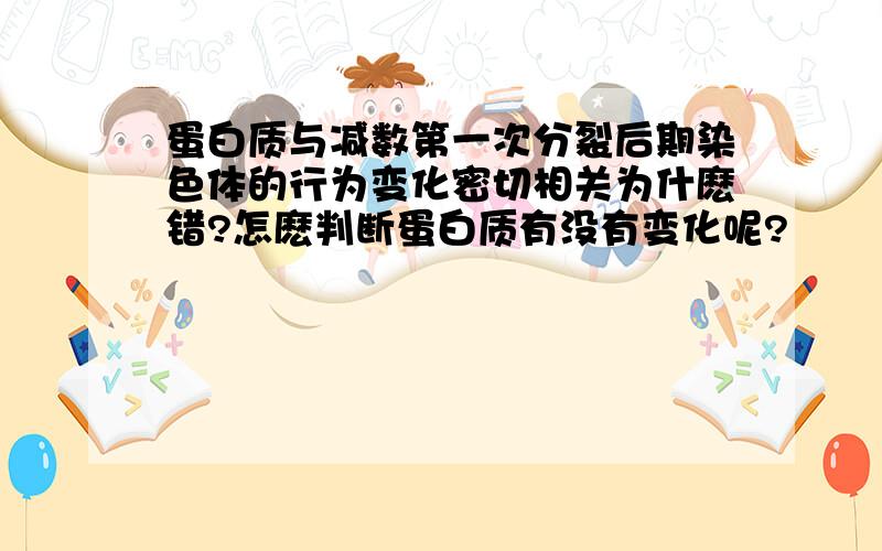 蛋白质与减数第一次分裂后期染色体的行为变化密切相关为什麽错?怎麽判断蛋白质有没有变化呢?