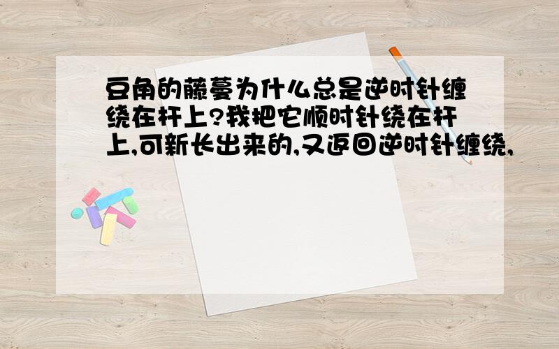 豆角的藤蔓为什么总是逆时针缠绕在杆上?我把它顺时针绕在杆上,可新长出来的,又返回逆时针缠绕,