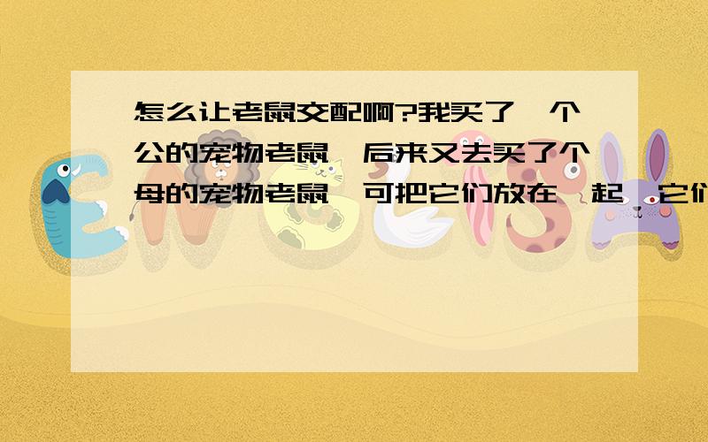 怎么让老鼠交配啊?我买了一个公的宠物老鼠,后来又去买了个母的宠物老鼠,可把它们放在一起,它们严重起来会对咬,到底怎么让它们交配呢,这点我一直很疑惑.快帮我回答吧.