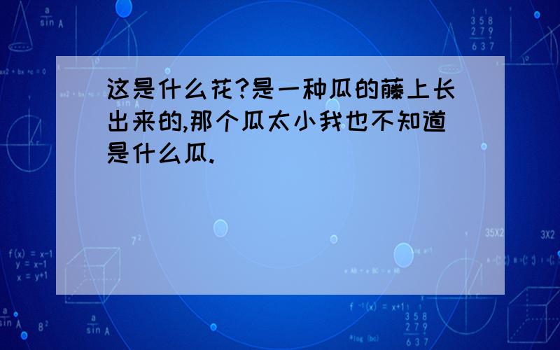 这是什么花?是一种瓜的藤上长出来的,那个瓜太小我也不知道是什么瓜.