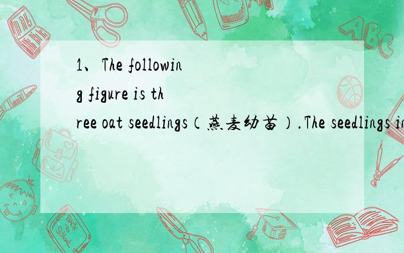 1、The following figure is three oat seedlings（燕麦幼苗）.The seedlings in A and C are normal,and seedling in B is the one whose coleoptile tip(胚芽鞘尖端) was cut off.Put A and B on uniformly rotating discs(旋转的圆盘),and C on a s