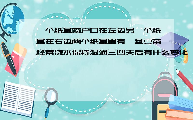 一个纸盒窗户口在左边另一个纸盒在右边两个纸盒里有一盆豆苗经常浇水保持湿润三四天后有什么变化