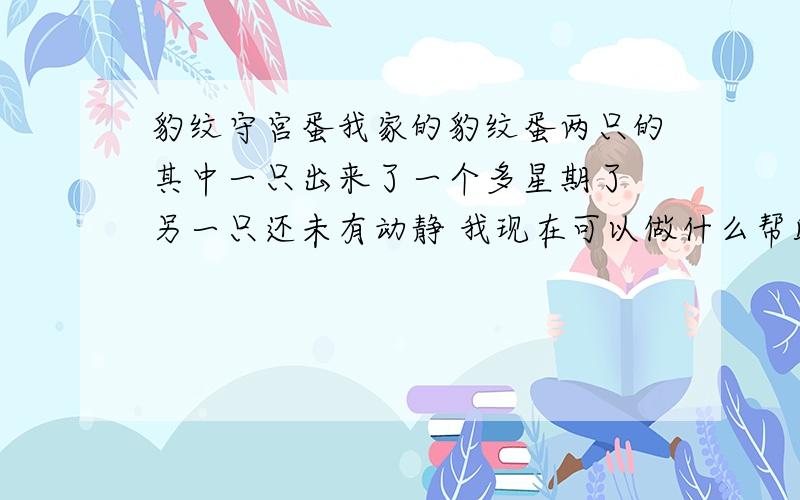 豹纹守宫蛋我家的豹纹蛋两只的其中一只出来了一个多星期了 另一只还未有动静 我现在可以做什么帮助他吗?还是这蛋已经不行了 蛋确实已受精 估计里面也有守宫用灯照还是有东西的颜色