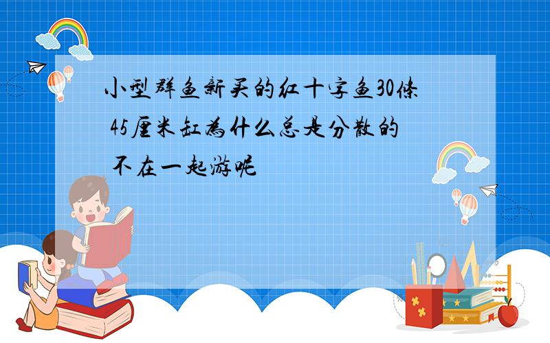 小型群鱼新买的红十字鱼30条 45厘米缸为什么总是分散的 不在一起游呢