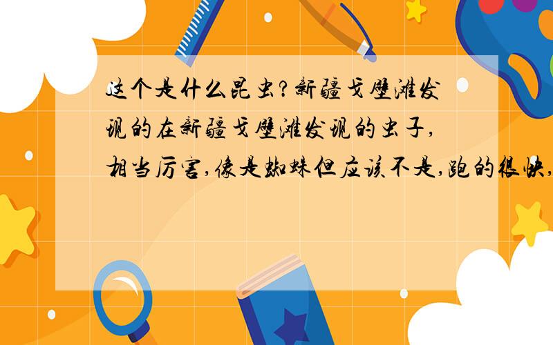 这个是什么昆虫?新疆戈壁滩发现的在新疆戈壁滩发现的虫子,相当厉害,像是蜘蛛但应该不是,跑的很快,而且很凶见到人就把两个前腿抬起来向人冲过来,