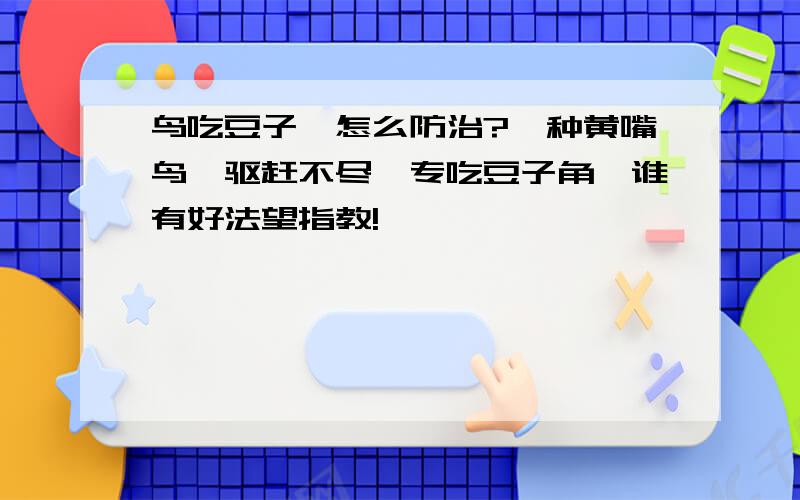 鸟吃豆子,怎么防治?一种黄嘴鸟,驱赶不尽,专吃豆子角,谁有好法望指教!