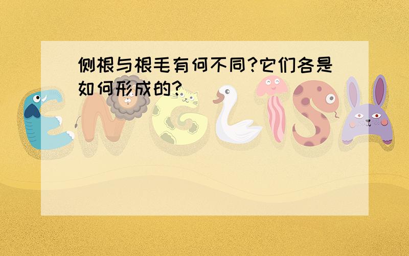 侧根与根毛有何不同?它们各是如何形成的?