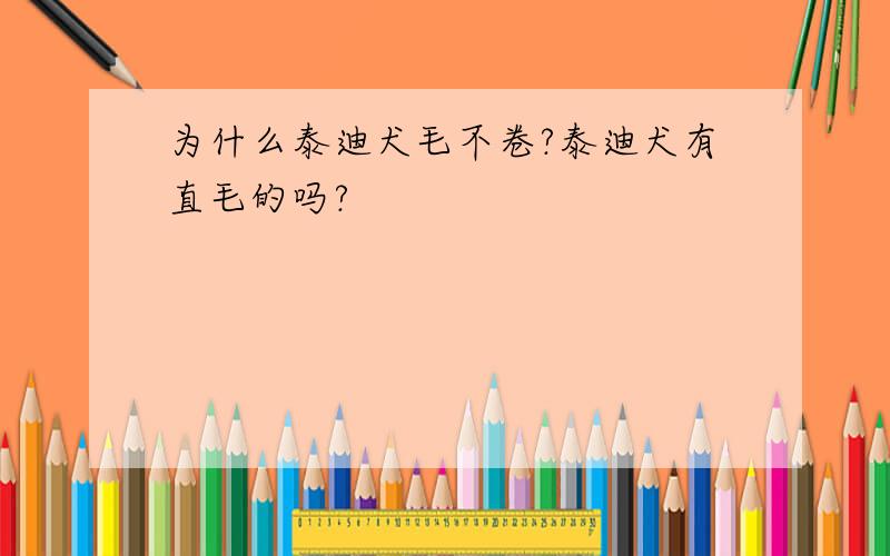 为什么泰迪犬毛不卷?泰迪犬有直毛的吗?