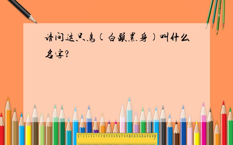 请问这只鸟(白头黑身)叫什么名字?