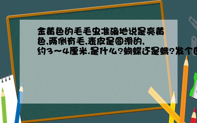 金黄色的毛毛虫准确地说是亮黄色,两侧有毛,表皮是圆滑的,约3～4厘米.是什么?蝴蝶还是蛾?发个图吧.我在长春啊,会有这种虫子吗?