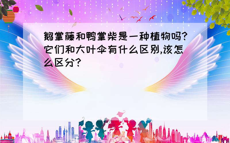 鹅掌藤和鸭掌柴是一种植物吗?它们和大叶伞有什么区别,该怎么区分?