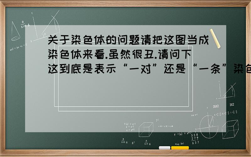 关于染色体的问题请把这图当成染色体来看.虽然很丑.请问下这到底是表示“一对”还是“一条”染色体然后这个上面哪部分表示染色单体（请用字母表示一下吧）还有就是假如中间的着丝