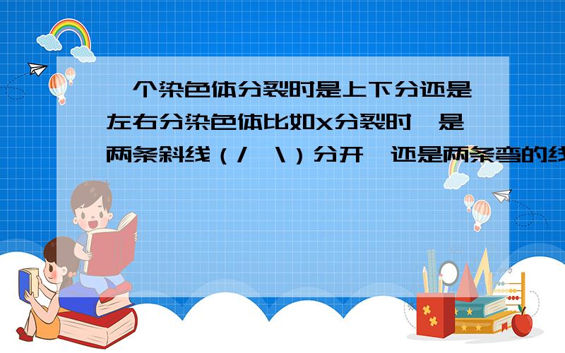 一个染色体分裂时是上下分还是左右分染色体比如X分裂时,是两条斜线（/  \）分开,还是两条弯的线（>