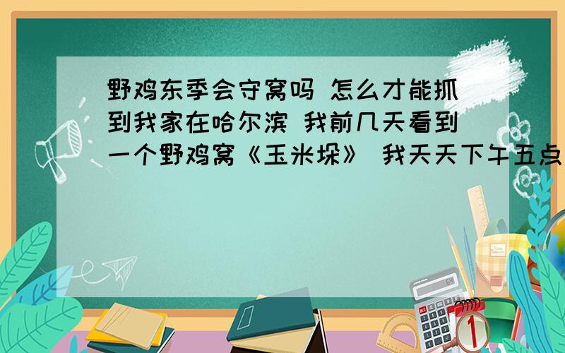 野鸡东季会守窝吗 怎么才能抓到我家在哈尔滨 我前几天看到一个野鸡窝《玉米垛》 我天天下午五点去抓 可是都没有 那里我看到有两趟脚印 一个是西边回来的 领一个是东边回来的 什么时