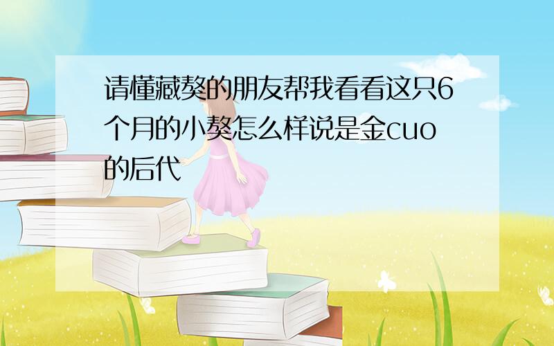 请懂藏獒的朋友帮我看看这只6个月的小獒怎么样说是金cuo的后代