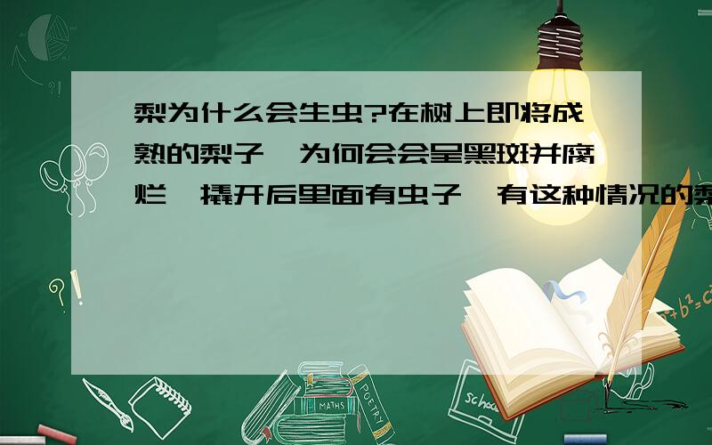 梨为什么会生虫?在树上即将成熟的梨子,为何会会呈黑斑并腐烂,撬开后里面有虫子,有这种情况的梨子有许多,造成极大的损失和浪费!请朋友们帮忙予以解答,