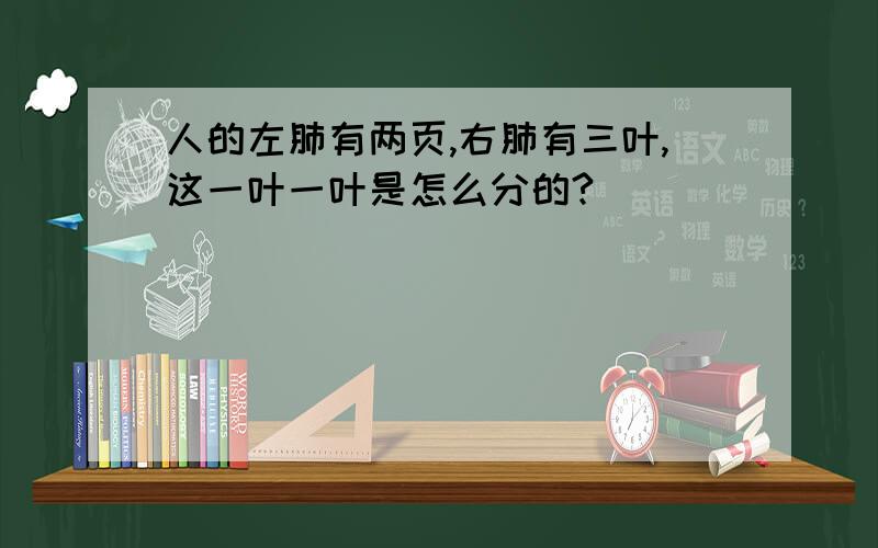 人的左肺有两页,右肺有三叶,这一叶一叶是怎么分的?