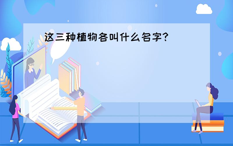 这三种植物各叫什么名字?