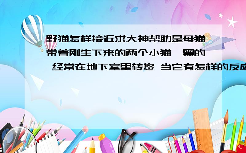 野猫怎样接近求大神帮助是母猫带着刚生下来的两个小猫,黑的 经常在地下室里转悠 当它有怎样的反应时代表可以进一步接近 什么时候表示可以摸它,跟它比较近了?还有它会比较喜欢吃什么?