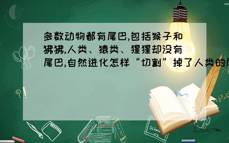 多数动物都有尾巴,包括猴子和狒狒,人类、猿类、猩猩却没有尾巴,自然进化怎样“切割”掉了人类的尾巴?