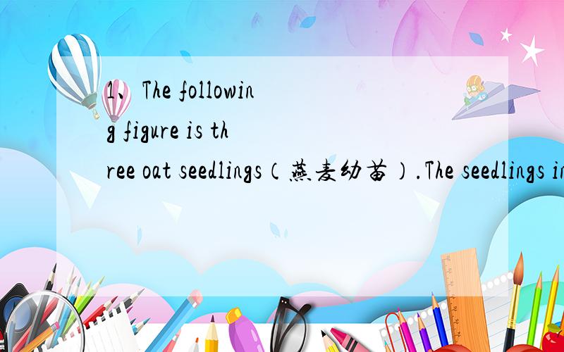 1、The following figure is three oat seedlings（燕麦幼苗）.The seedlings in A and C are normal,and seedling in B is the one whose coleoptile tip(胚芽鞘尖端) was cut off.Put A and B on uniformly rotating discs(旋转的圆盘),and C on a s