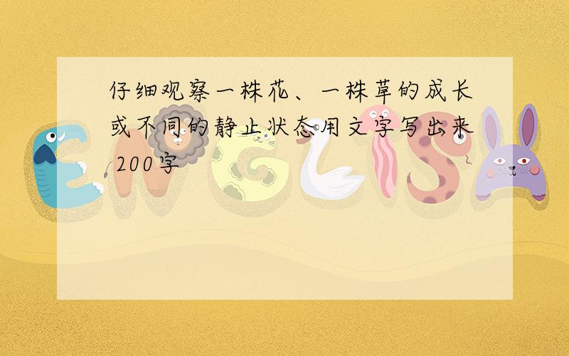 仔细观察一株花、一株草的成长或不同的静止状态用文字写出来 200字