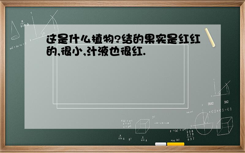 这是什么植物?结的果实是红红的,很小,汁液也很红.