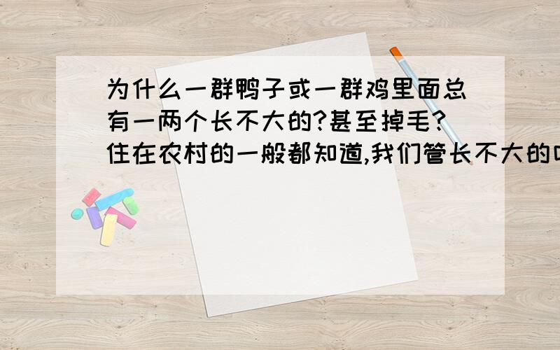 为什么一群鸭子或一群鸡里面总有一两个长不大的?甚至掉毛?住在农村的一般都知道,我们管长不大的叫鸭丁或鸡丁几乎每养一群都有这么另类的一两个长不大请问为何?个人设想如下：1：那