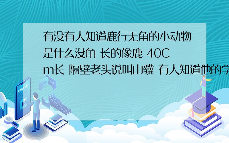 有没有人知道鹿行无角的小动物是什么没角 长的像鹿 40Cm长 隔壁老头说叫山骥 有人知道他的学名吗?