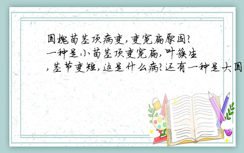 国槐苗茎顶病变,变宽扁原因?一种是小苗茎顶变宽扁,叶簇生,茎节变短,这是什么病?还有一种是大国槐叶变尖变小,页面向下卷曲,这是什么病?未发现虫害,是小叶病吗?还是缩叶病? 应该如何治疗