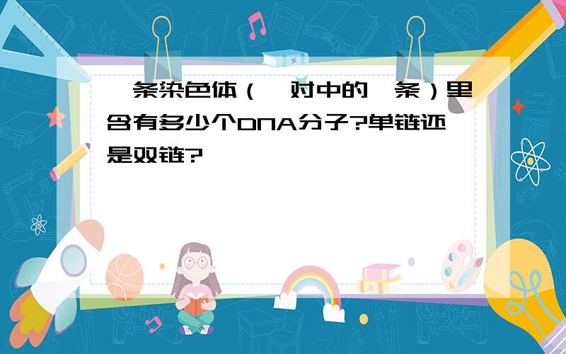 一条染色体（一对中的一条）里含有多少个DNA分子?单链还是双链?