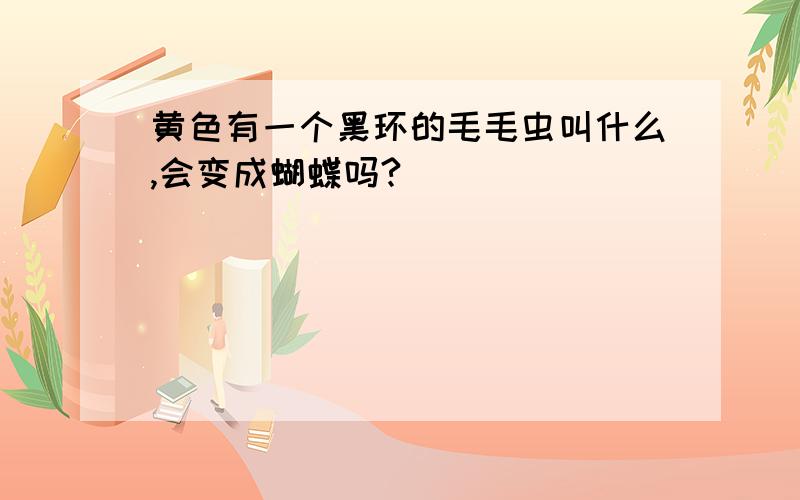 黄色有一个黑环的毛毛虫叫什么,会变成蝴蝶吗?