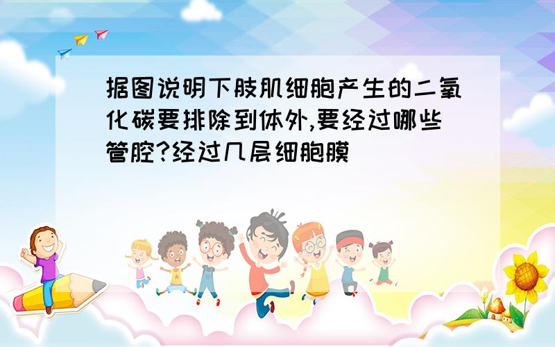 据图说明下肢肌细胞产生的二氧化碳要排除到体外,要经过哪些管腔?经过几层细胞膜