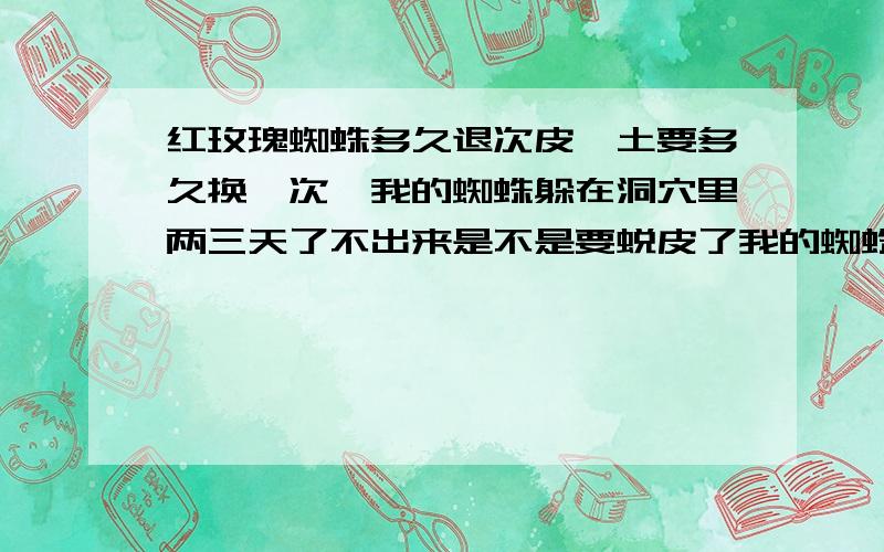 红玫瑰蜘蛛多久退次皮,土要多久换一次,我的蜘蛛躲在洞穴里两三天了不出来是不是要蜕皮了我的蜘蛛是幼体..