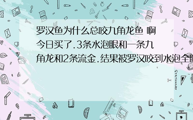 罗汉鱼为什么总咬九角龙鱼 啊今日买了.3条水泡眼和一条九角龙和2条流金.结果被罗汉咬到水泡全瞎拉.还有一条死拉.九角龙是不是好厉害的鱼,是不是可以和罗汉混养,我的罗汉好小,但是已经