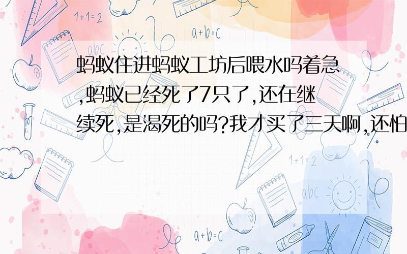 蚂蚁住进蚂蚁工坊后喂水吗着急,蚂蚁已经死了7只了,还在继续死,是渴死的吗?我才买了三天啊,还怕它们吃胶不习惯每天都撒一点点白糖补充营养.