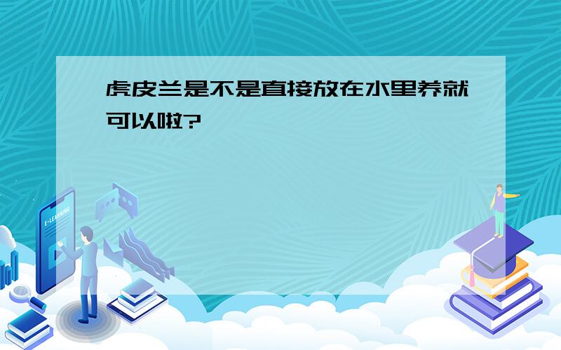 虎皮兰是不是直接放在水里养就可以啦?