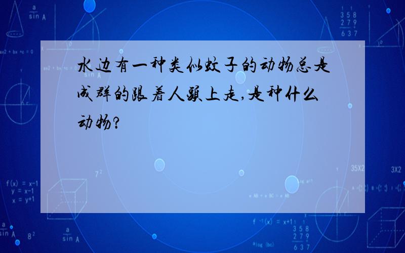 水边有一种类似蚊子的动物总是成群的跟着人头上走,是种什么动物?