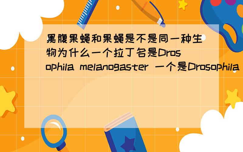 黑腹果蝇和果蝇是不是同一种生物为什么一个拉丁名是Drosophila melanogaster 一个是Drosophila virilis