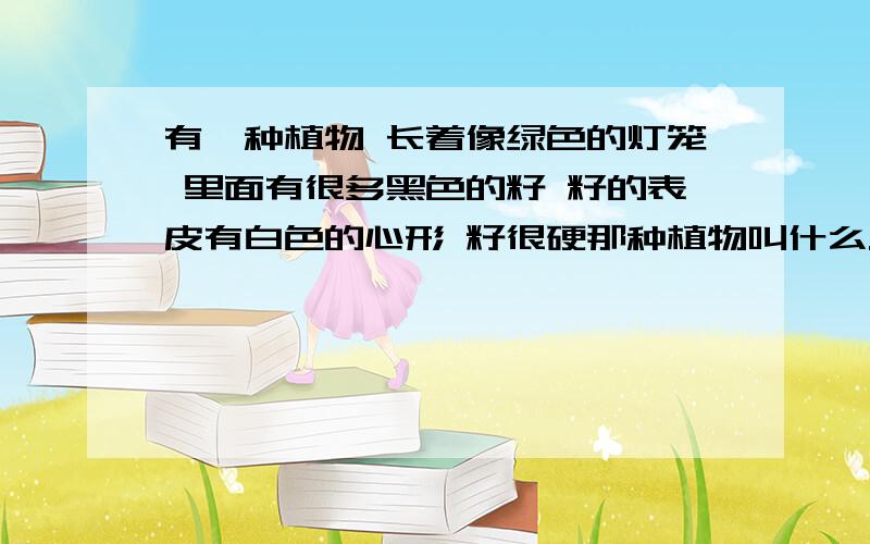 有一种植物 长着像绿色的灯笼 里面有很多黑色的籽 籽的表皮有白色的心形 籽很硬那种植物叫什么.