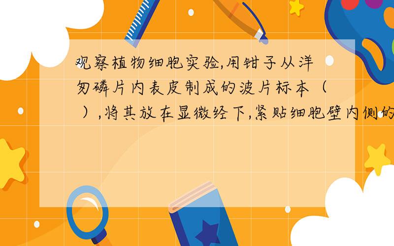 观察植物细胞实验,用钳子从洋匆磷片内表皮制成的波片标本（ ）,将其放在显微经下,紧贴细胞壁内侧的一成搏摸叫（ ）