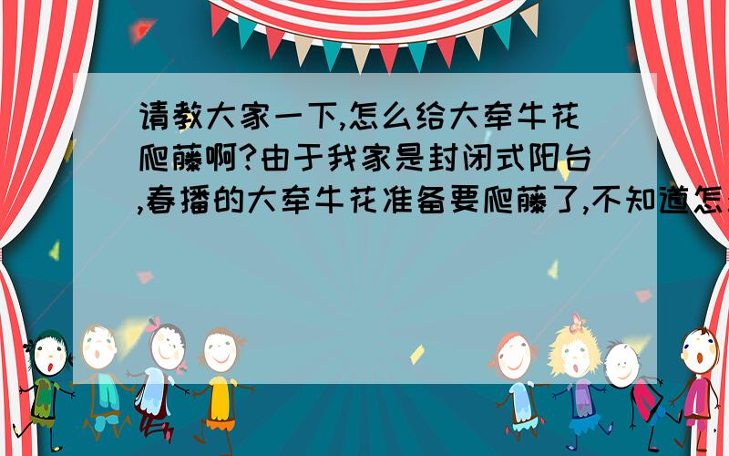 请教大家一下,怎么给大牵牛花爬藤啊?由于我家是封闭式阳台,春播的大牵牛花准备要爬藤了,不知道怎么给它搭棚或者牵线了?