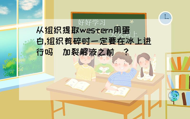 从组织提取western用蛋白,组织剪碎时一定要在冰上进行吗（加裂解液之前）?