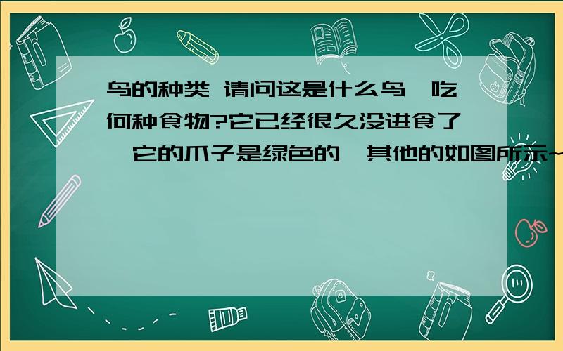 鸟的种类 请问这是什么鸟,吃何种食物?它已经很久没进食了,它的爪子是绿色的,其他的如图所示~