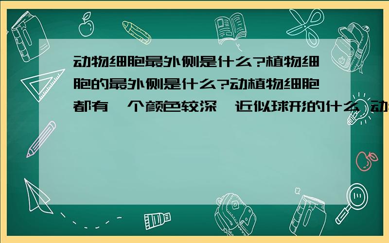 动物细胞最外侧是什么?植物细胞的最外侧是什么?动植物细胞都有一个颜色较深,近似球形的什么 动物细胞最外侧是什么?植物细胞的最外侧是什么?动植物细胞都有一个颜色较深,近似球形的什