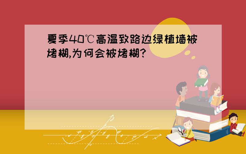 夏季40℃高温致路边绿植墙被烤糊,为何会被烤糊?