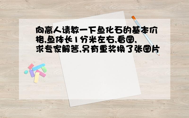 向高人请教一下鱼化石的基本价格,鱼体长1分米左右,看图,求专家解答,另有重奖换了张图片